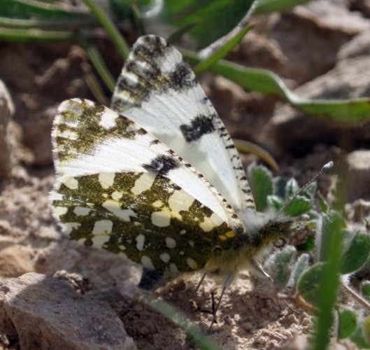 Spagna: La regione  de Monegros, paradiso entomologico